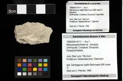 Foto (Objekt + Etiketten) von Mesoparapylocheles sp. 